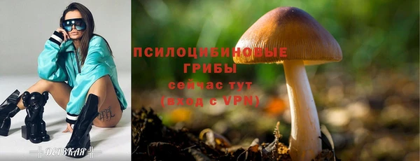 прущие грибы Белокуриха